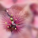 Hydrangea Macro by ethelperry