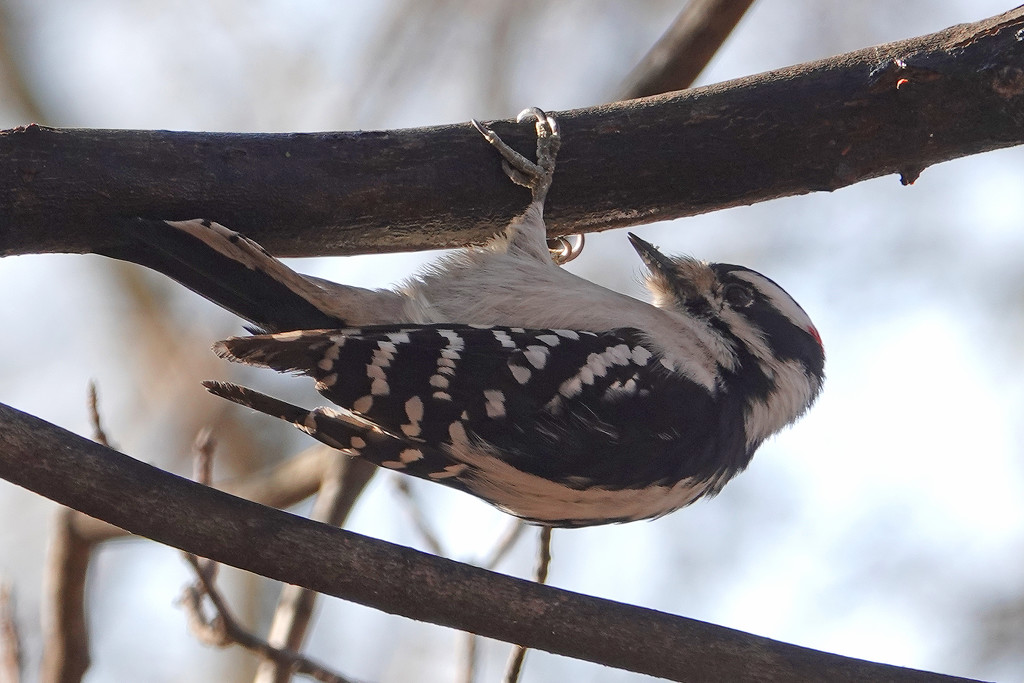 Downy Woodpecker feeding by annepann