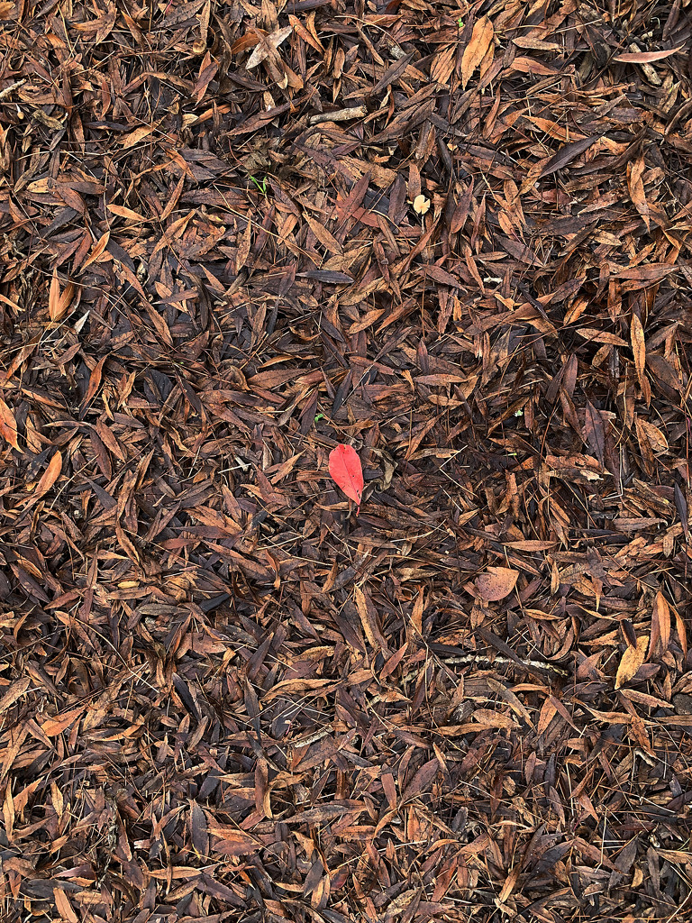 One red leaf by shookchung
