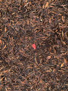 20th Dec 2020 - One red leaf