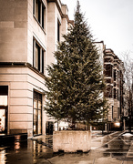 12th Dec 2020 - Christmas Tree
