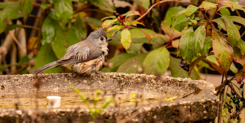 Bird in the Birdbath! by rickster549