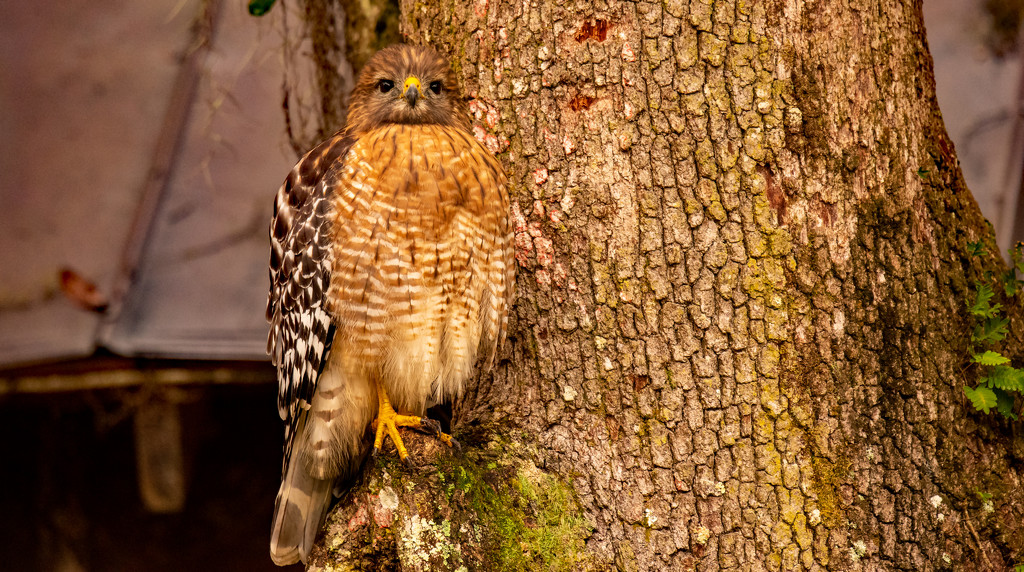 Red Shouldered Hawk, all Puffed Up! by rickster549