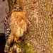 Red Shouldered Hawk, all Puffed Up! by rickster549