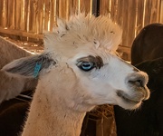 21st Dec 2020 - Blue eyed female Lama