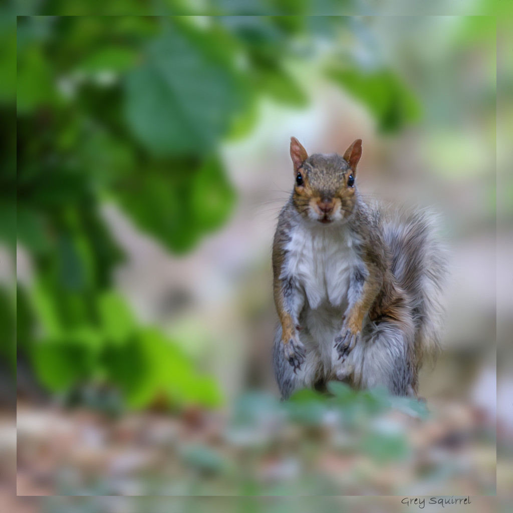 Grey Squirrel  by shepherdmanswife