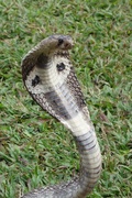 20th Sep 2020 - Cobra in Sri Lanka. 