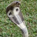 Cobra in Sri Lanka.  by johnfalconer