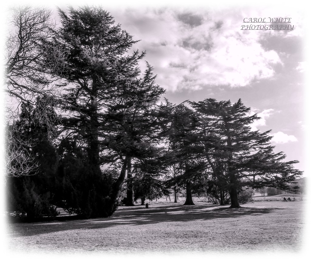 Delapre Abbey Parkland by carolmw