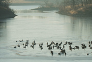17th Dec 2020 - Canadian Geese at Pomona Lake