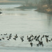 Canadian Geese at Pomona Lake by kareenking
