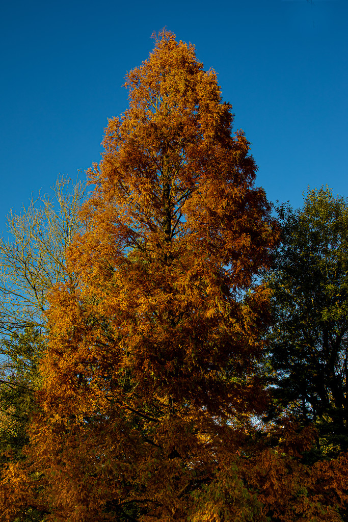 Autumn Colour  by judithmullineux