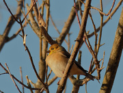 21st Dec 2020 - goldfinch in a maple tree