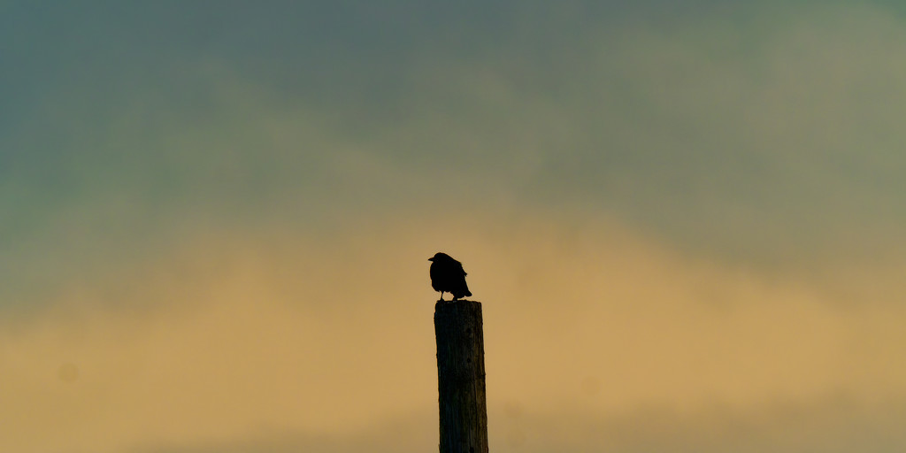 American crow sillohuette by rminer