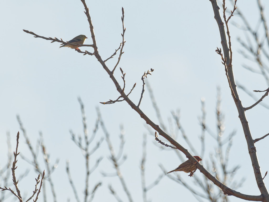 Two finches by rminer