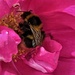 Bee in pink by sandradavies