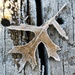 December 21: Frost by daisymiller