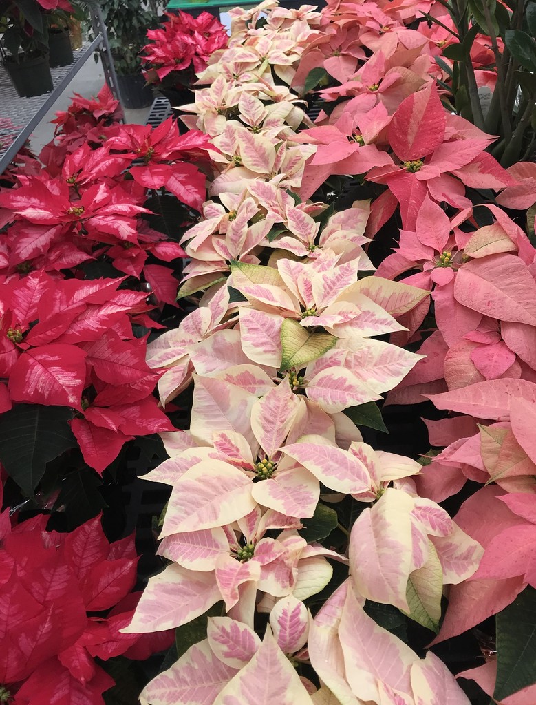 More Poinsettias  by beckyk365