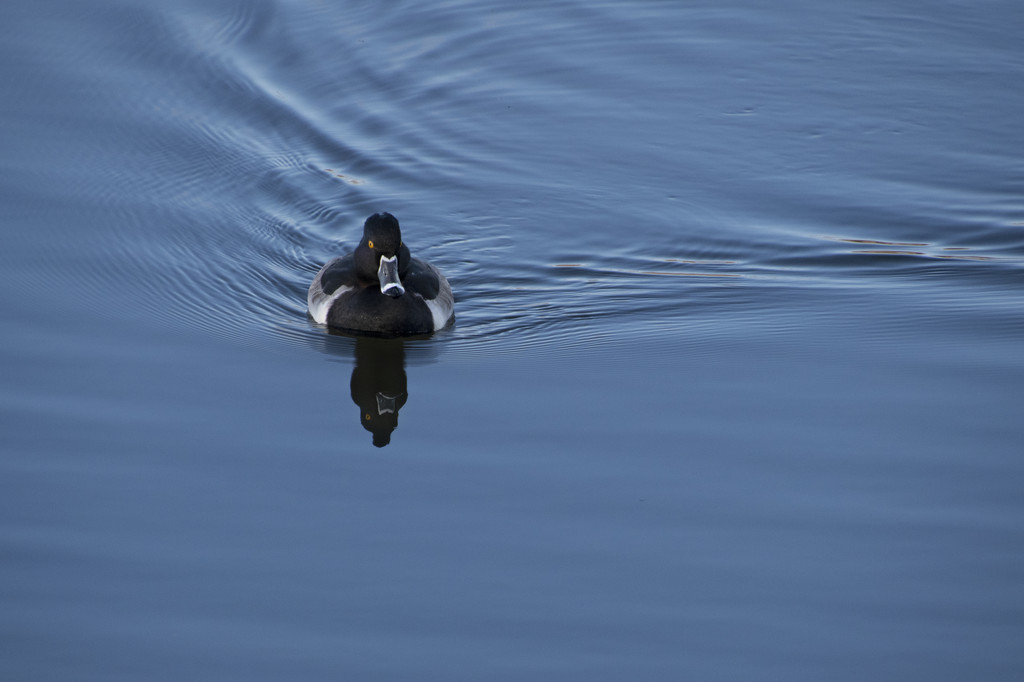 Ring-Necked Reflection by timerskine