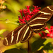 Zebra Longwing Butterfly! by rickster549