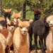 Lamas looking in by ludwigsdiana