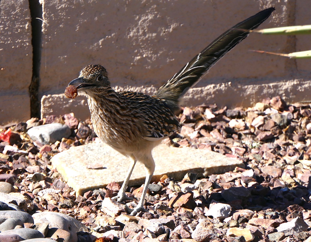 The Roadrunner Loved My Banana Bread by redy4et