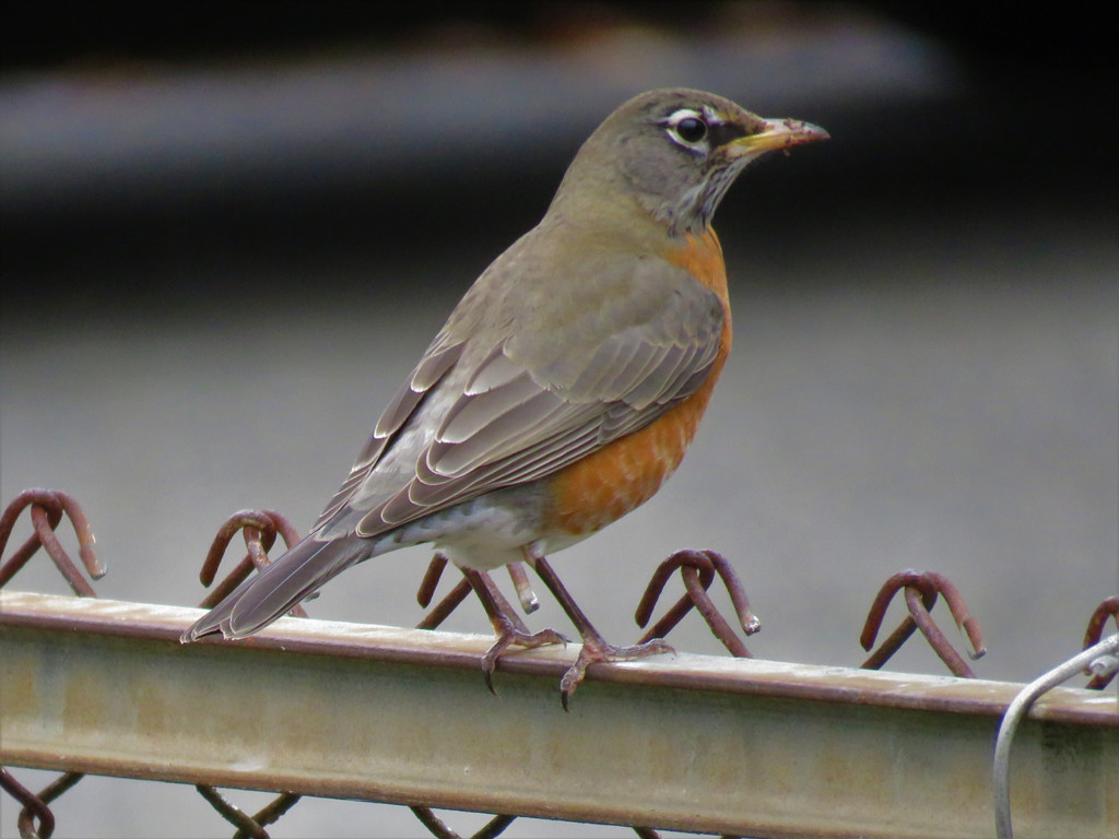 Robin On A Chain Link Fence by seattlite