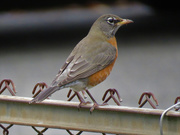 22nd Dec 2020 - Robin On A Chain Link Fence