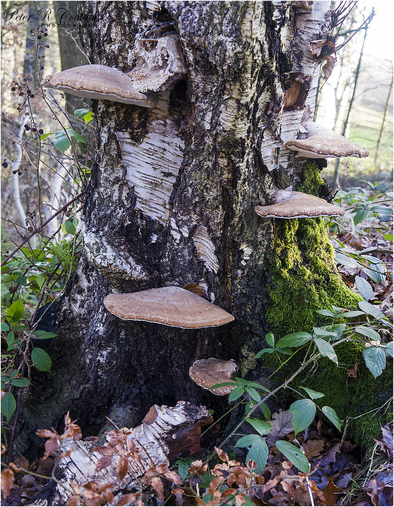 Bracket Fungus by pcoulson