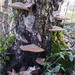Bracket Fungus by pcoulson