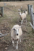 21st Dec 2020 - Shorn The Sheep