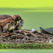 Get OFF my Nest! by shepherdmanswife