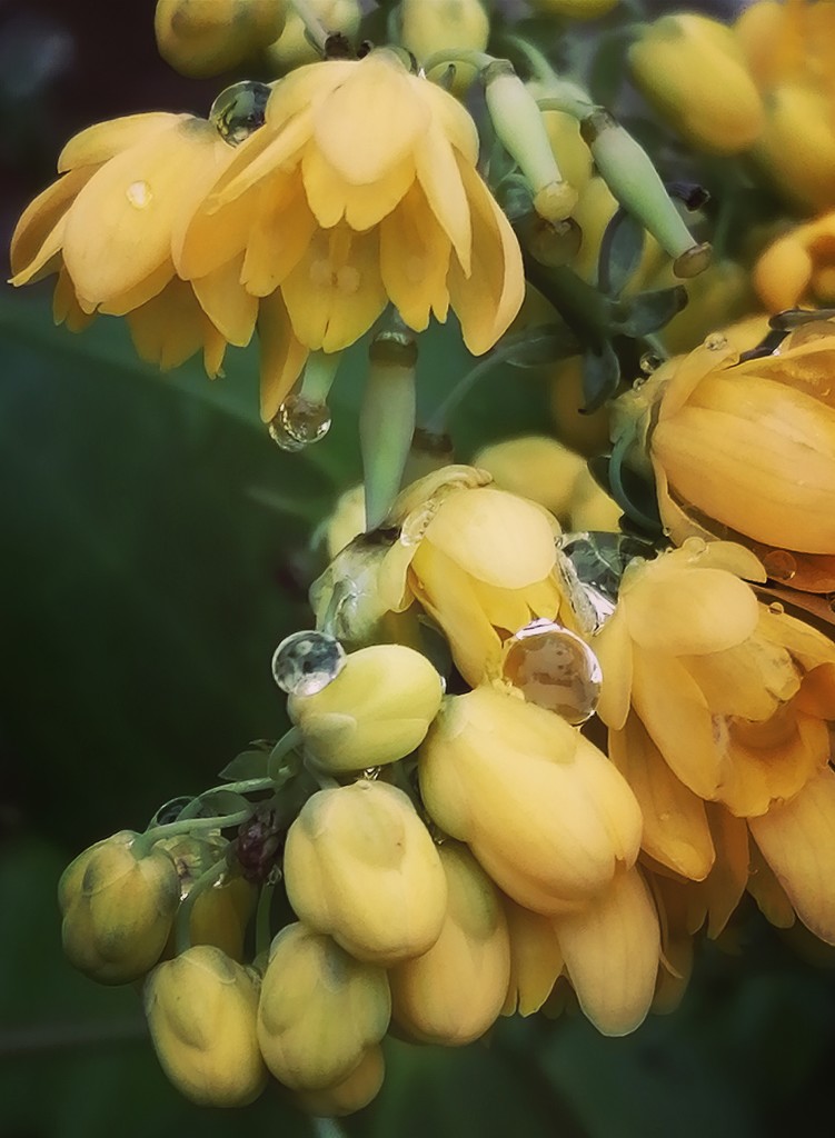 Raindrops on the mahonia by flowerfairyann
