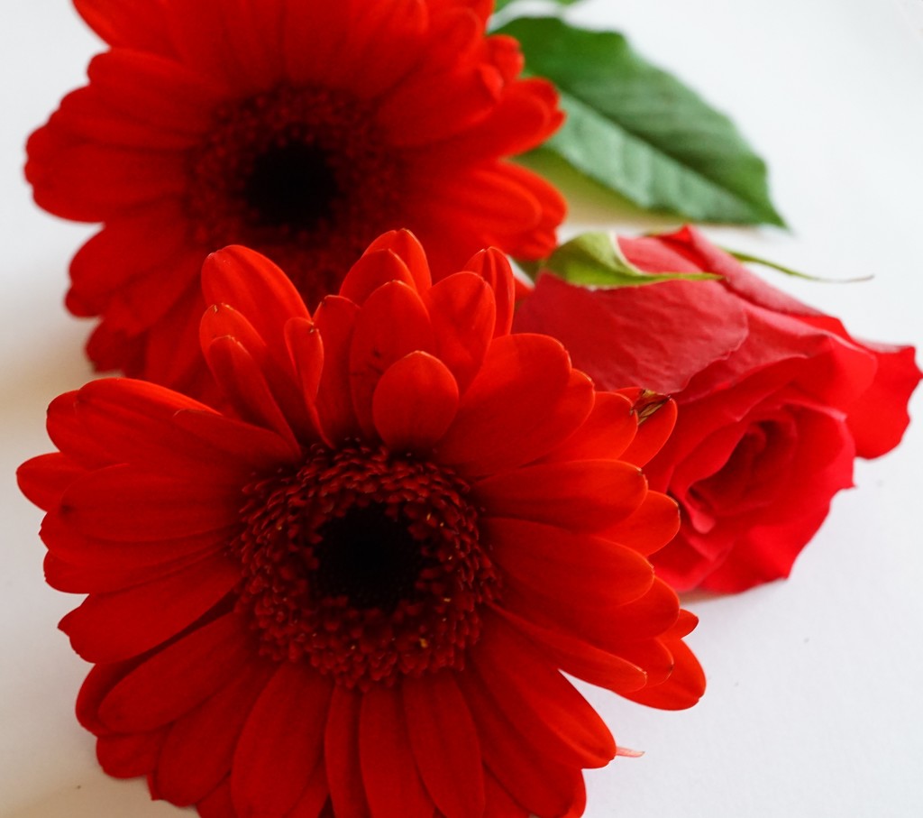 rose and gerberas by quietpurplehaze