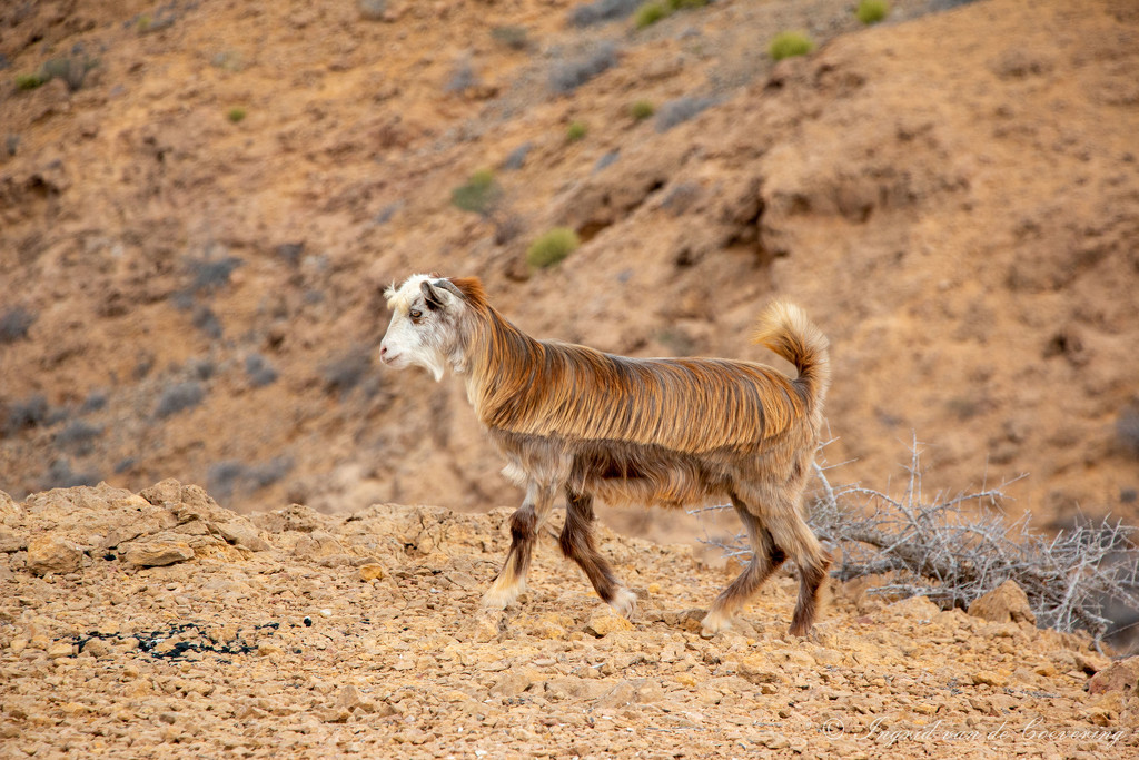 Goat by ingrid01