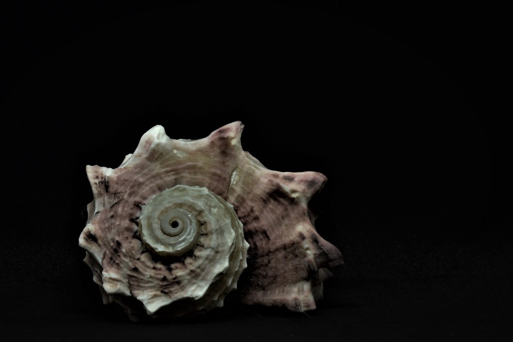 fibonacci shell by christophercox