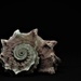 fibonacci shell by christophercox