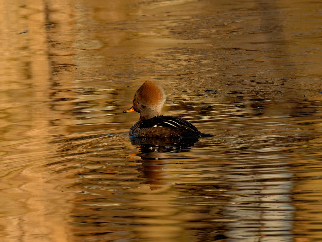 Hooded merganser by rminer