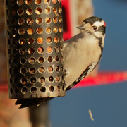 22nd Dec 2020 - Downy woodpecker 