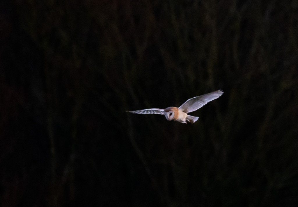 Barn owl by inthecloud5