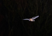 21st Dec 2020 - Barn owl