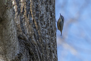 22nd Dec 2020 - Nuthatch Action Pose