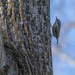 Nuthatch Action Pose by timerskine