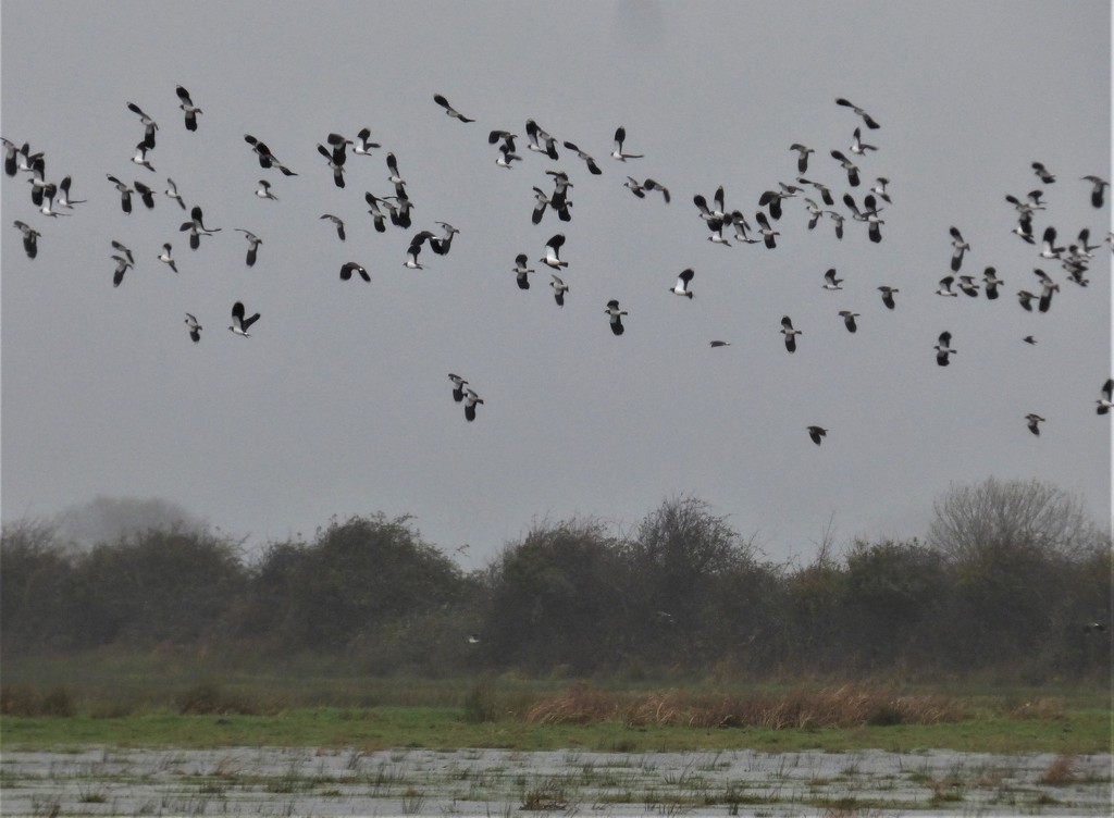 More rain... more lapwings by julienne1