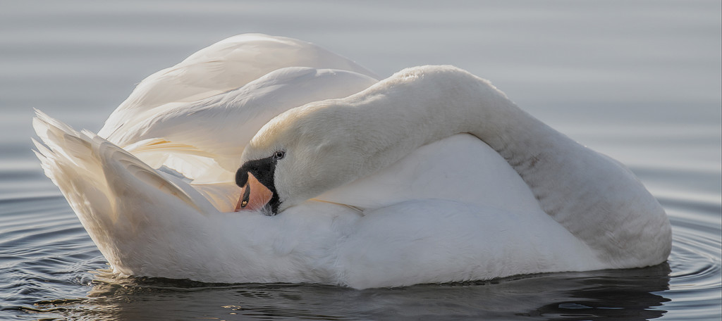 Mute Swan. by gamelee