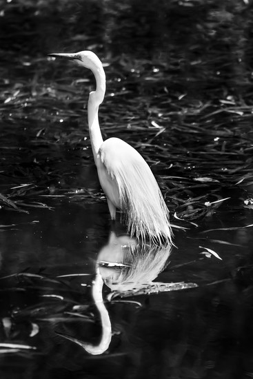 Eastern great Egret by Sharon Lee · 365 Project
