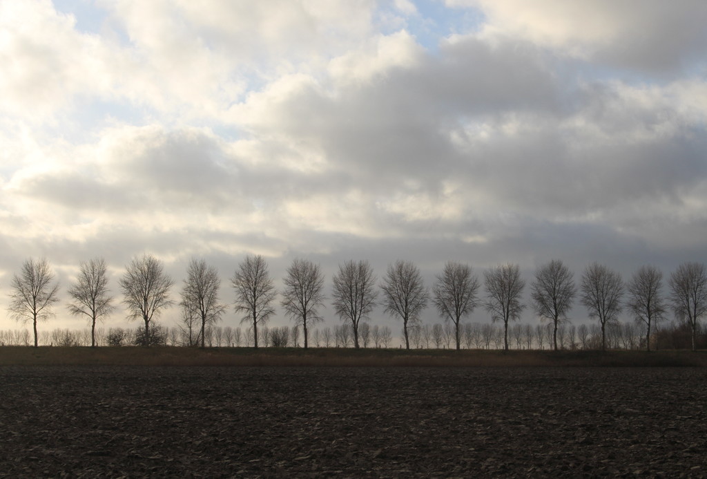 Bare trees, bare soil by pyrrhula