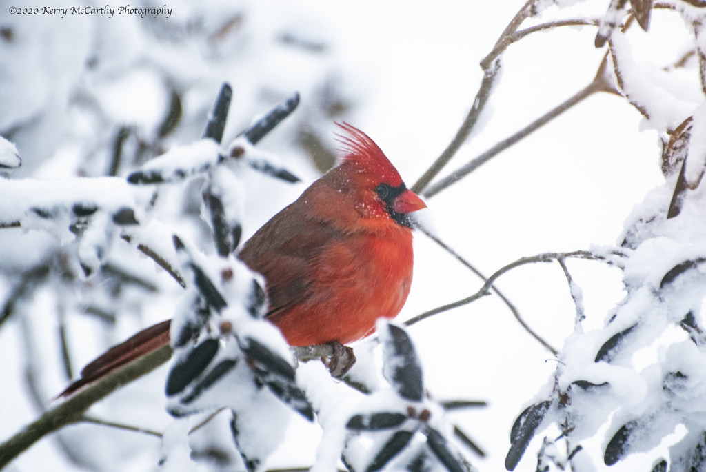 I love seeing cardinals in the snow! by mccarth1