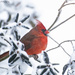 I love seeing cardinals in the snow! by mccarth1