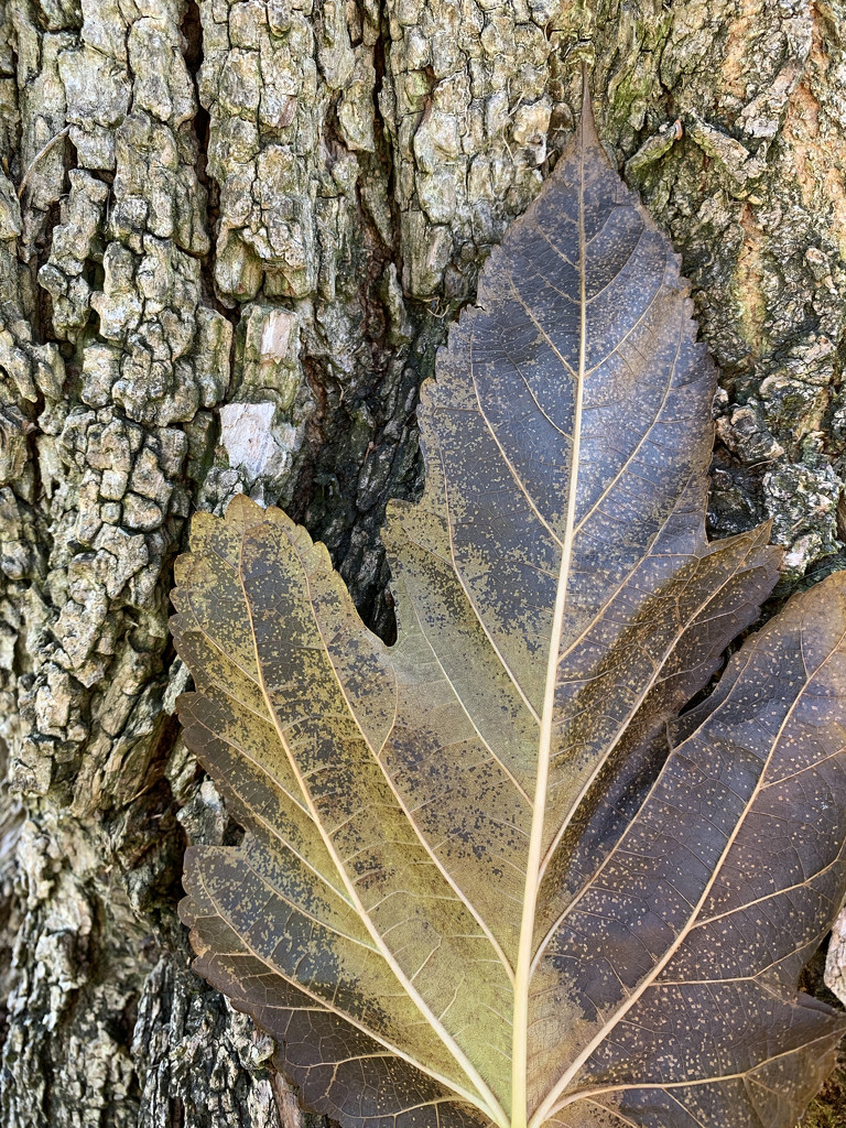 A winter leaf by shookchung